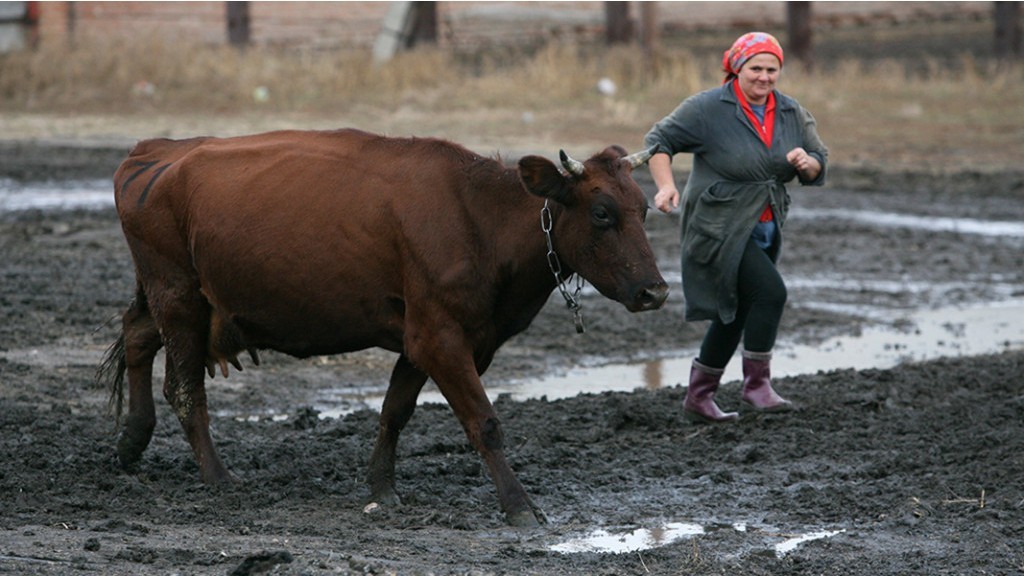 В Алтайском крае выросли надои молока Фото №1