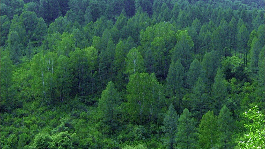 50 лет назад в Алтайском крае учредили три новых заказника регионального значения Фото №1